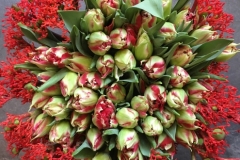 Tulipes