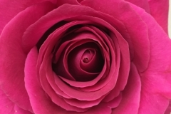 Rose pink floyd