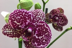 Orchidée