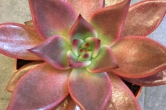 Echeveria